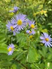 Symphyotrichum puniceum