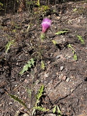 Cirsium andersonii