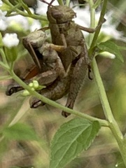 Melanoplus scudderi