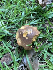 Aureoboletus innixus