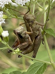 Melanoplus scudderi