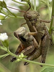 Melanoplus scudderi