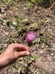 Cirsium andersonii