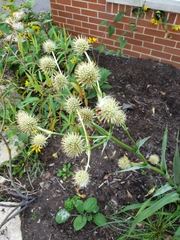 Eryngium yuccifolium