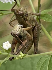 Melanoplus scudderi