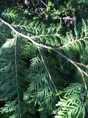 Thuja plicata