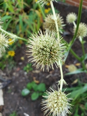 Eryngium yuccifolium