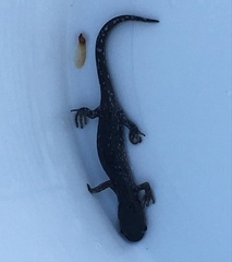Ambystoma laterale