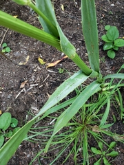 Eryngium yuccifolium