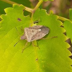 Euschistus servus euschistoides