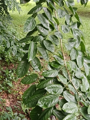 Pterocarpus indicus