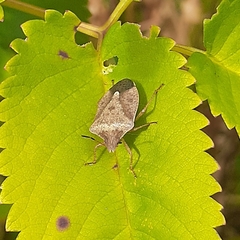 Euschistus servus euschistoides