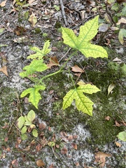 Cnidoscolus stimulosus