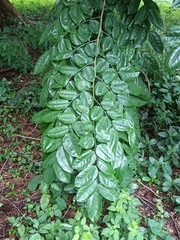 Pterocarpus indicus