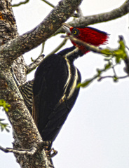 Campephilus guatemalensis