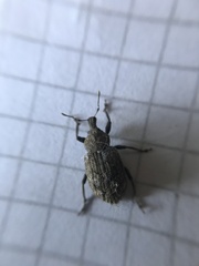 Cylydrorhinus caudiculatus
