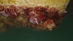 Halocynthia papillosa