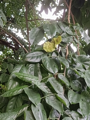 Pterocarpus indicus