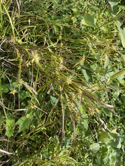 Carex grayi