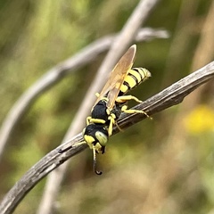 Philanthus ventilabris