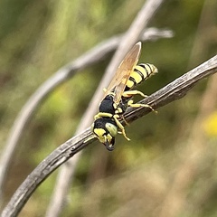 Philanthus ventilabris