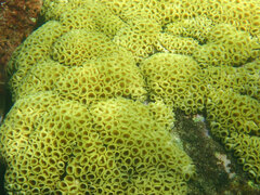 Palythoa caribaeorum