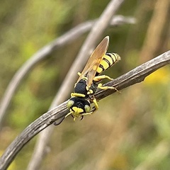 Philanthus ventilabris