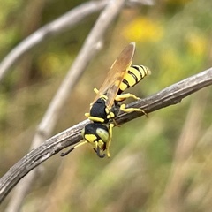 Philanthus ventilabris
