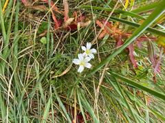 Cerastium alpinum