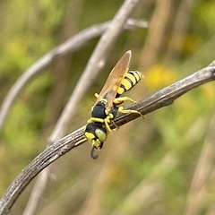 Philanthus ventilabris