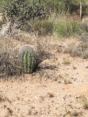 Carnegiea gigantea