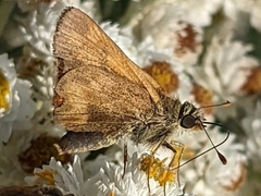 Ochlodes sylvanoides