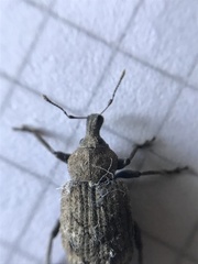 Cylydrorhinus caudiculatus