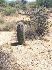 Carnegiea gigantea