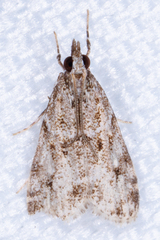 Eudonia heterosalis