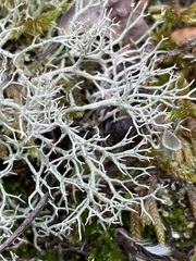 Cladonia rangiformis