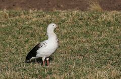 Oressochen melanopterus