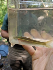 Clinostomus elongatus