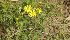 Sphaerophoria macrogaster