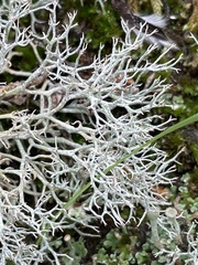 Cladonia rangiformis