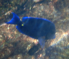 Acanthurus coeruleus