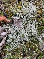 Cladonia rangiformis