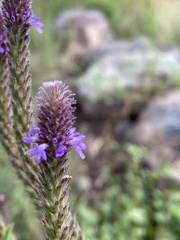 Verbena macdougalii
