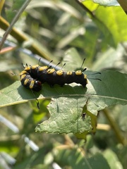 Acronicta funeralis