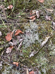 Cladonia rangiformis