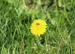 Taraxacum officinale