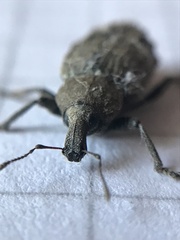 Cylydrorhinus caudiculatus