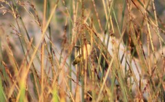 Geothlypis trichas