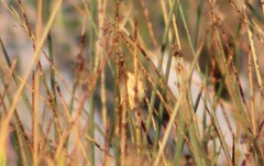 Geothlypis trichas
