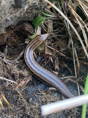 Oligosoma polychroma